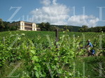 E-Bike durch die Weinberge
